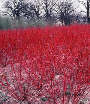 Красный кизил – кустарник с красными ветвями 